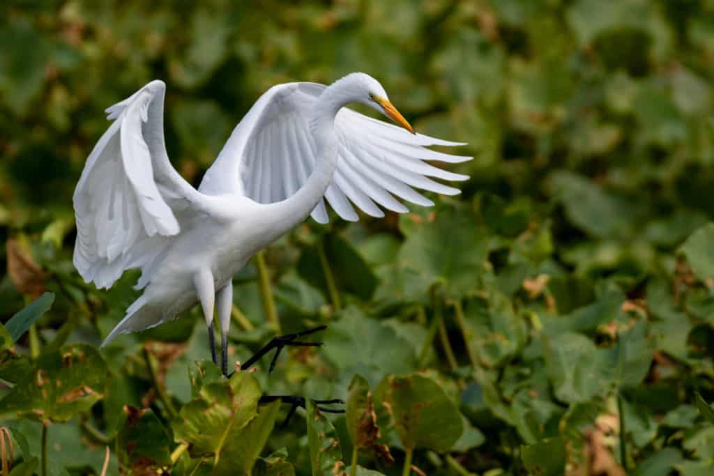 Bird City, USA: 7 Hotspots to Bird Watch - Discover Whitewater