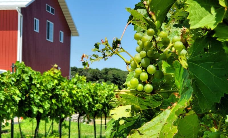 Staller Estate Winery and Vineyard